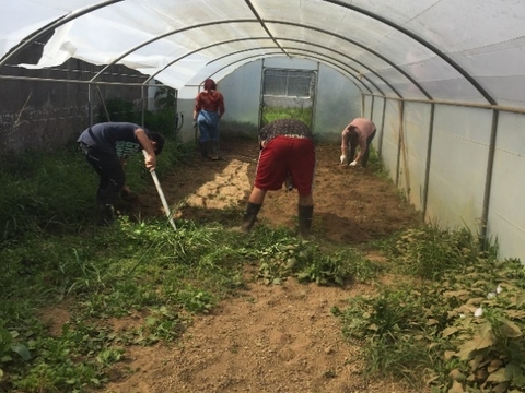 Preparação da terra, início dos trabalhos na horta