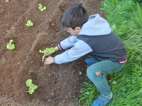 Plantação de alfaces (AEC Empre - 2º ano)