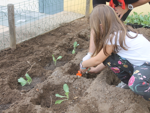 Os alunos do EmpreAmbiente plantaram couves na horta biológica.