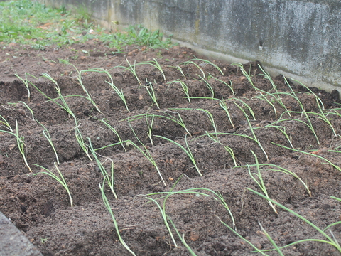 Plantação de cebolo na horta biológica com os alunos do EmpreAmbiente.