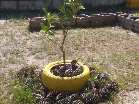 Uma das nossas árvores de Fruto