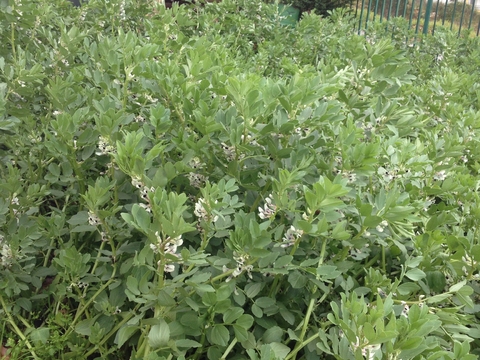 A segunda sementeira de favas está em flor.