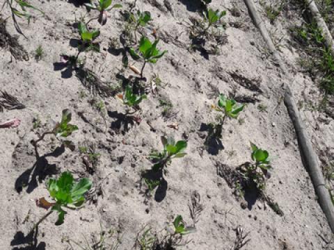 terreno plantado de couves