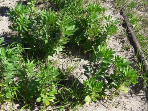 terreno plantado de favas