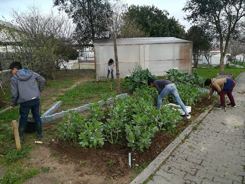 Monda_limpeza dos canteiros de favas