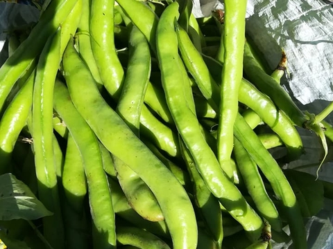 Favas produzidas na horta biológica da FEM