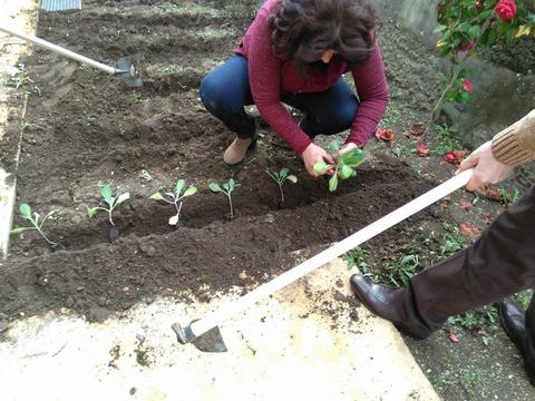 Plantação de produtos hortícolas com colaboração de professores.