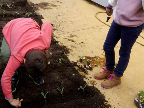 Plantação de produtos hortícolas com intervenção dos alunos.