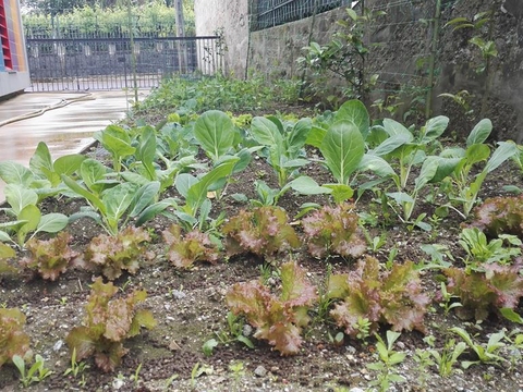 Horta com diversas espécies hortícolas (Couve galega, couve penca, couve coração, couve roxa, couve lombarda, couve flor, brócolos, alho francês, cenouras, pimentos, feijão, ervilhas, alfaces, tomates, beringela, morangos, abóbora, cebola, curgete, alecri