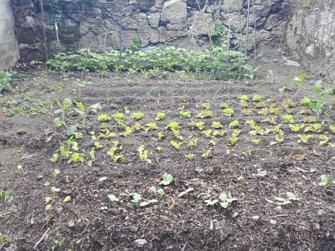 Pequena horta na área do Jardim de Infância com diversas espécies hortícolas.