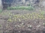 Pequena horta na área do Jardim de Infância com diversas espécies hortícolas.