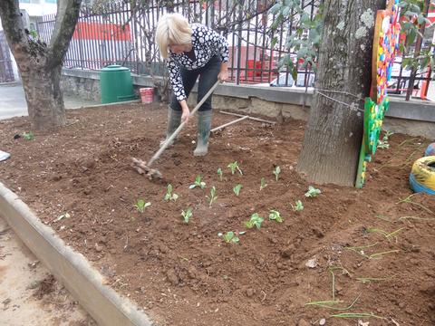 Plantação de Hortícolas.