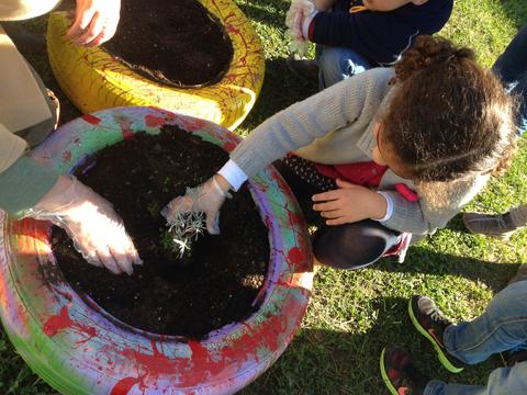 Queremos muito que as nossas flores cresçam...vão ficar lindas na entrada da nossa Escola.