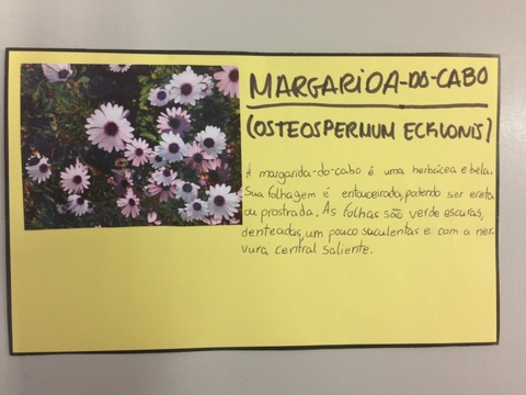 Ficha Técnica Margarida-Do-Cabo (Osteospermum Ecklonis)