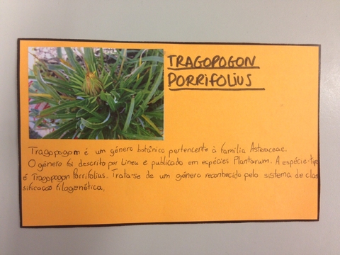 Ficha Técnica Tragopogon Porrifolius