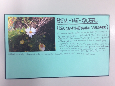 Ficha Técnica Bem-Me-Quer (Leucanthemum Vulgare)