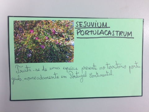 Ficha Técnica Sesuvium Portulacastrum