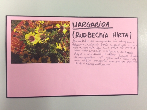 Ficha Técnica Margarida (Rudbeckia Hirta)