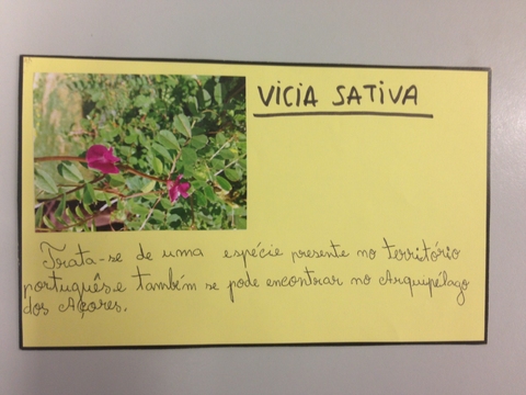 Ficha Técnica Vicia Sativa