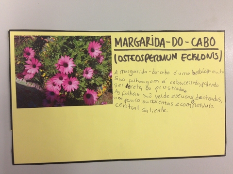 Ficha Técnica Margarida-Do-Cabo (Osteospermum Ecklonis)