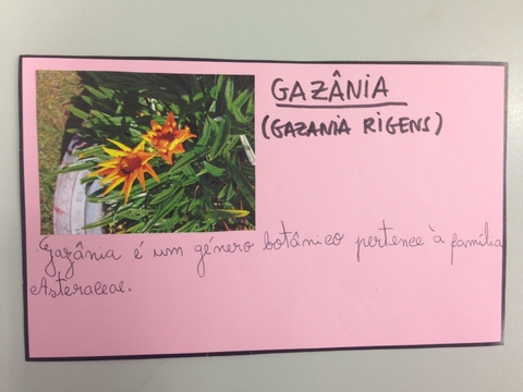 Ficha Técnica Gazânia (Gazania Rigens)