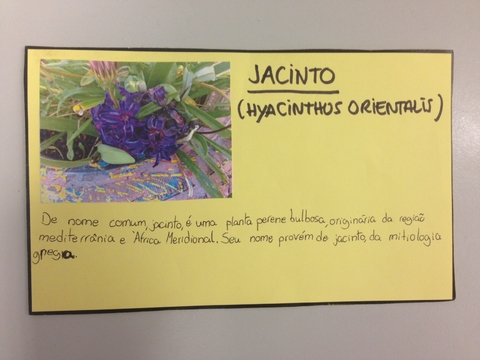 Ficha Técnica Jacinto (Hayacinthos Orientalis)