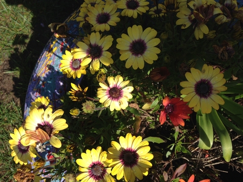 Fotografia da Margarida (Rudbeckia Hirta)