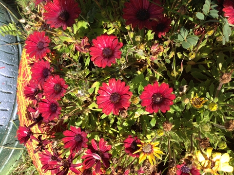 Fotografia Margarida (Rudbeckia Hirta)