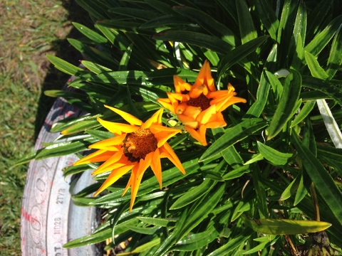 Fotografia da Gazânia (Gazania Rigens)