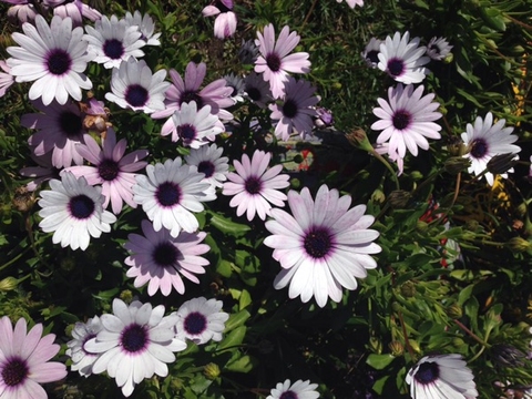 Fotografia da Margarida-Do-Cabo (Osteospermum Ecklonis)