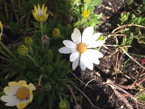 Fotografia da Bem-Me-Quer (Leucanthemum Vulgare)