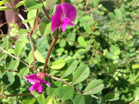 Fotografia da Vicia Sativa