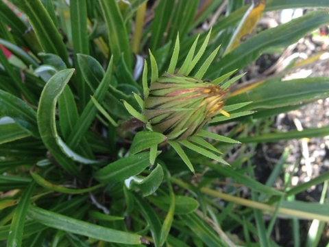 Fotografia da Tragopogon Porrifolius