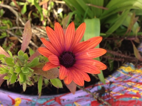 Fotografia da Margarida (Rudbeckia Hirta)