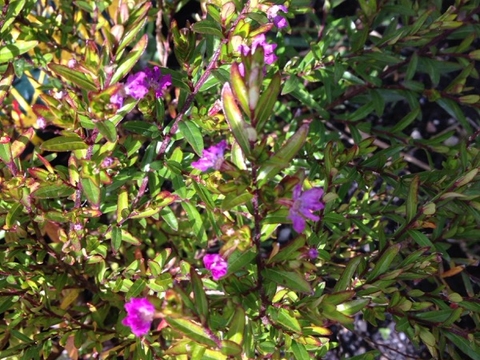 Fotografia da Sesuvium Portulacastrum