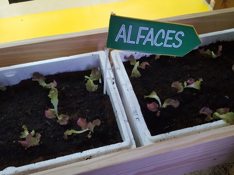 E já começam a crescer as nossas alfaces