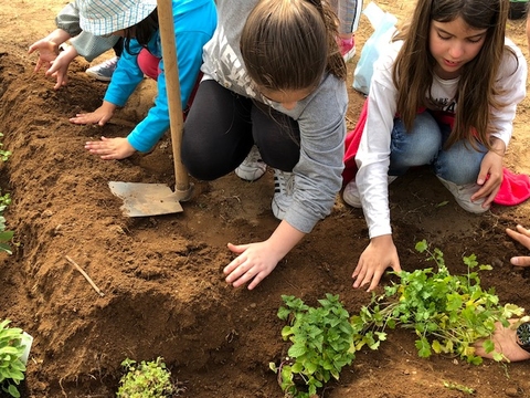 Plantação de ervas aromáticas.