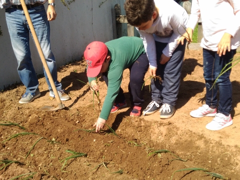 Plantação de cebolo