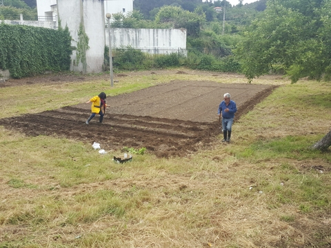 Plantação de variadas plantas