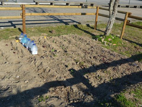 Terra preparada para agricultura biológica. Intervenção dos alunos e docentes do ensino especial.