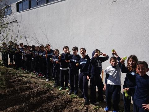 1º Plantação pelas turmas do 1º Ciclo.