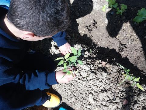 1º Plantação pelas turmas do 1º Ciclo.