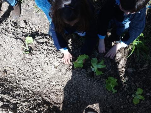 1º Plantação pelas turmas do 1º Ciclo.