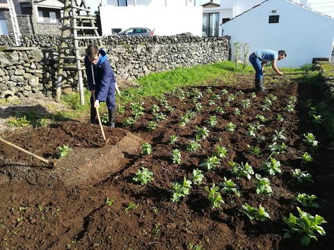 Culturas de inverno: favas