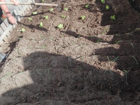 A nossa horta com a plantação de alfaces e cebolinho