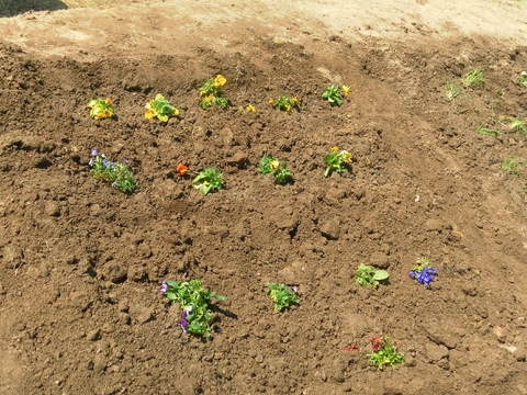 Na horta já plantamos couve bróculo e couve-flor,