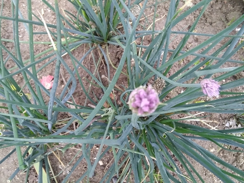 A flor do cebolinho afasta as pragas da horta,