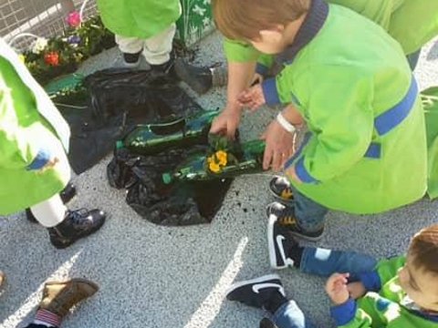 Plantação de Prímulas-Projeto de Botânica Florir o Dandélio