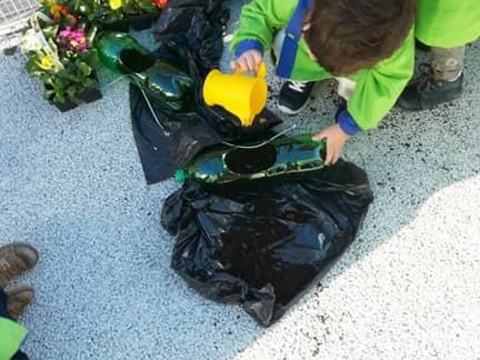 Plantação de Prímulas- Projeto de Botânica Florir o Dandélio