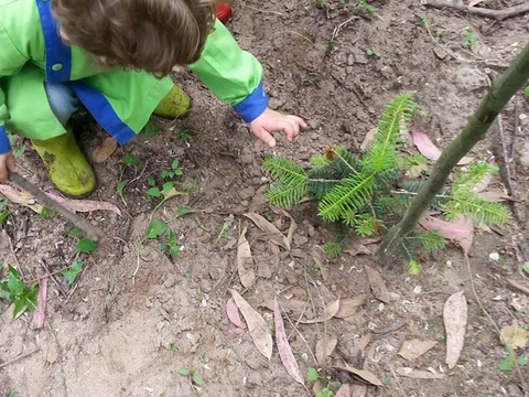 Visita ao Bosquete Dandélio, plantado a 21 de Março, na Mata nacional do Choupal. Parceria Dandélio/ICNF